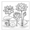 Lotus flowers growing in a pond.