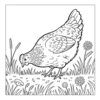 Hen foraging in grassy field.